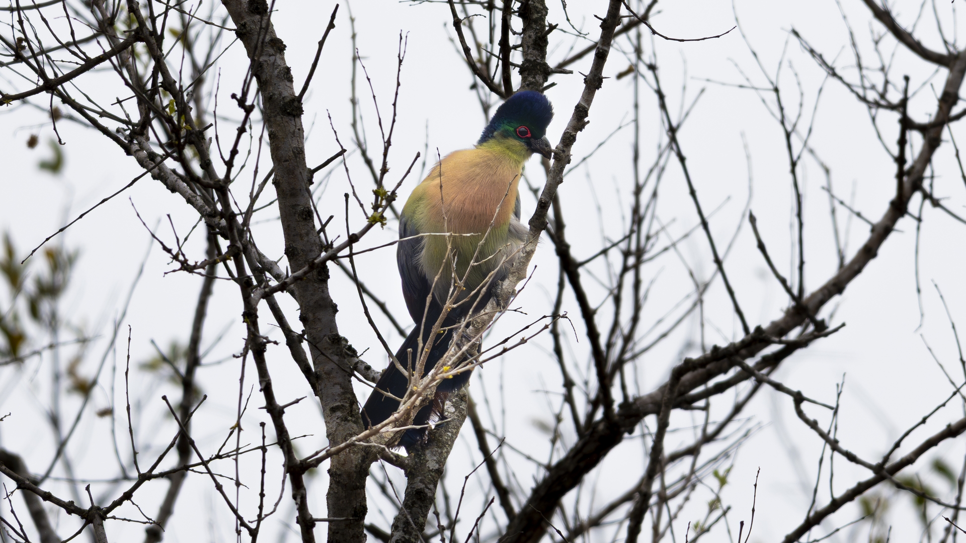 Kruger25 2025 10 31 09 34 47 ILCE 1M2 946